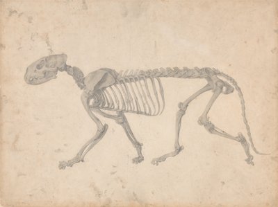 A Comparative Anatomical Exposition of the Structure of the Human Body with that of a Tiger by George Stubbs